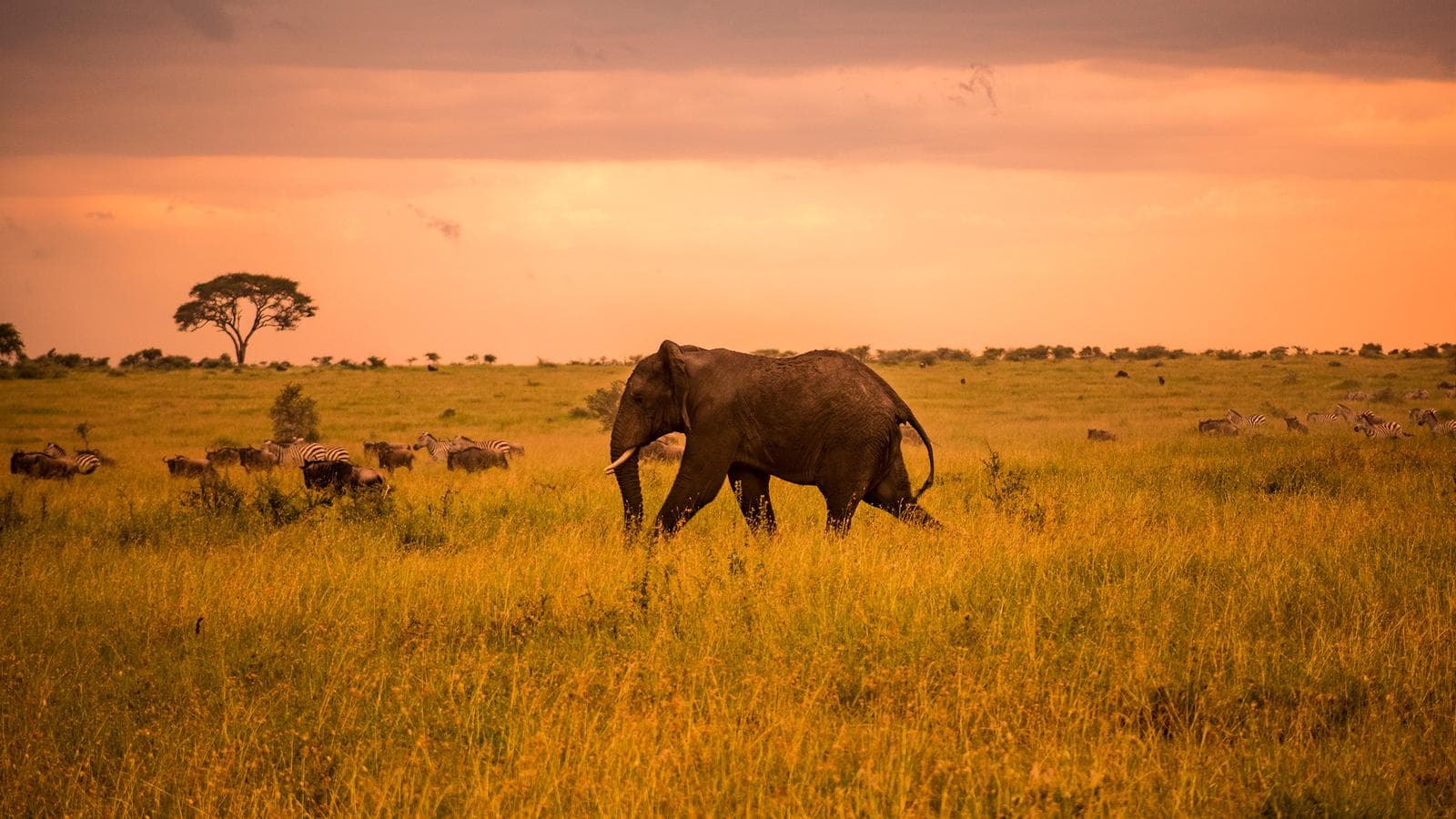 Serengeti Safari & Zanzibar (Tanzania), a tour by G Adventures