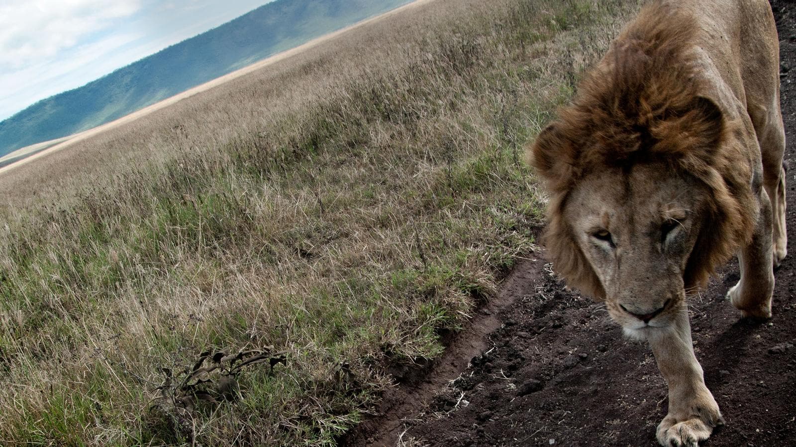 Tanzania to Zanzibar: White Sands & the Wilderness, a tour by G Adventures