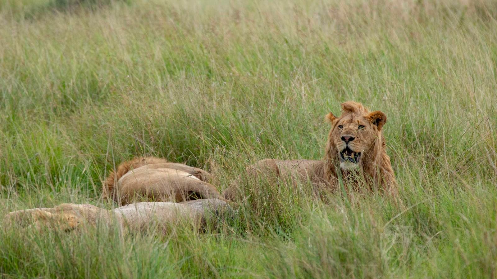 Kenya & Tanzania Camping Safari, a tour by G Adventures