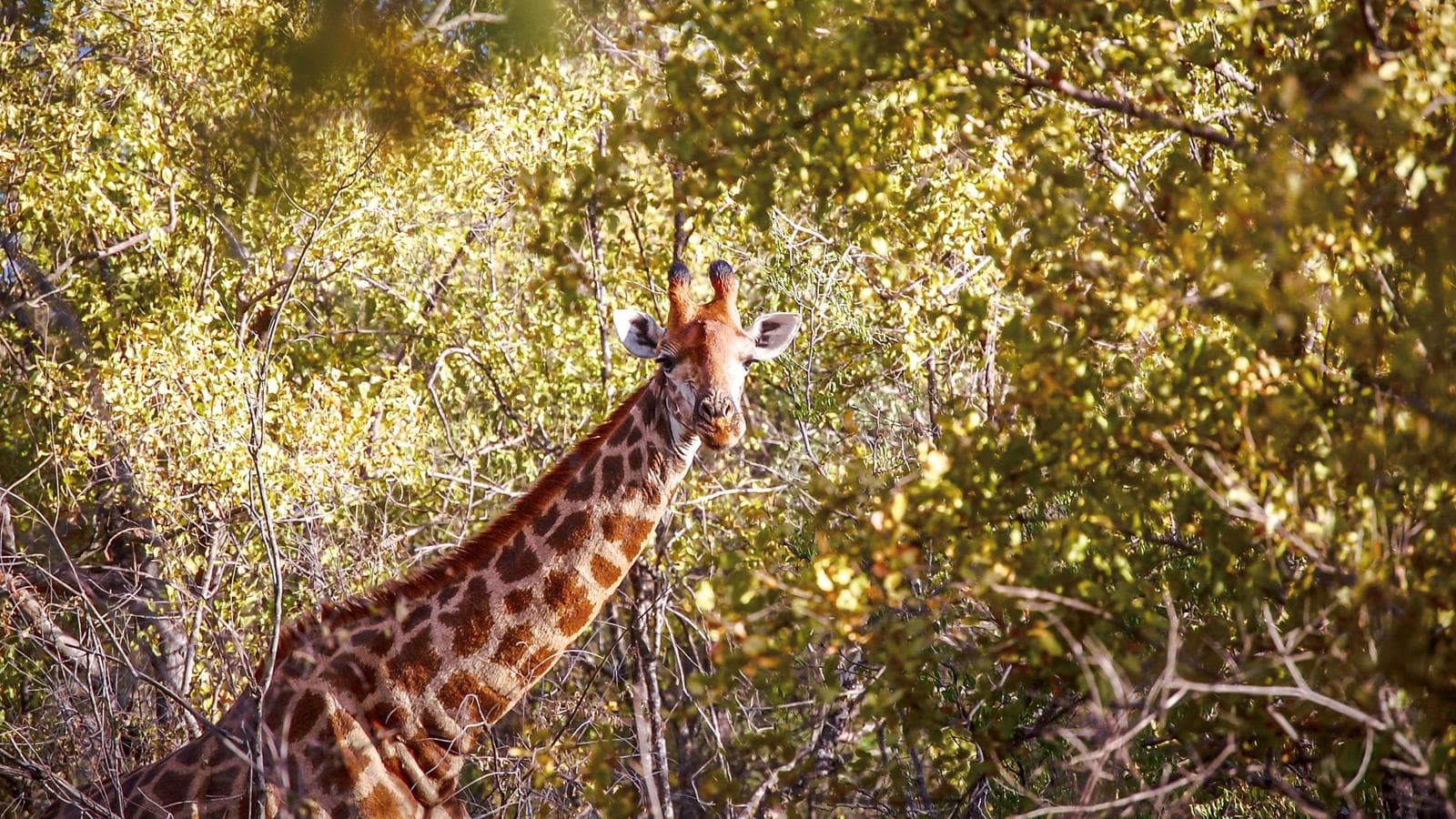 South Africa & Zimbabwe Discovery: Kruger to Victoria Falls, a tour by G Adventures